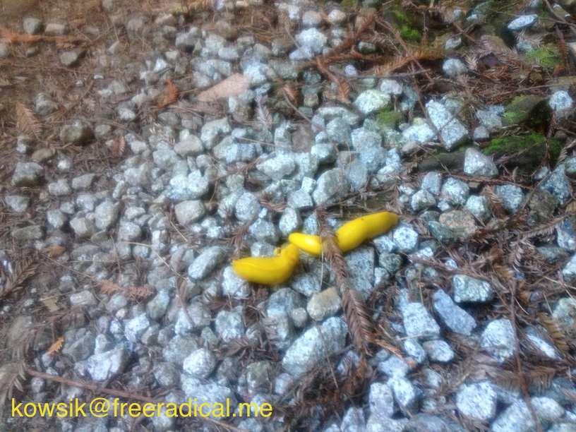 Banana Slugs on Grabtown Gulch Trail
