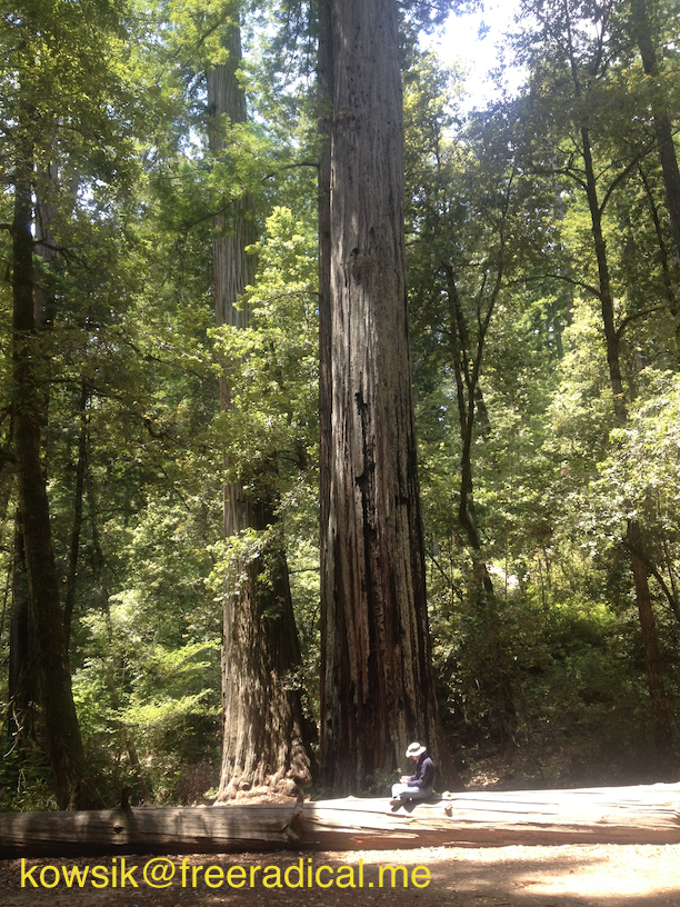 Redwoods at Big Basin Park