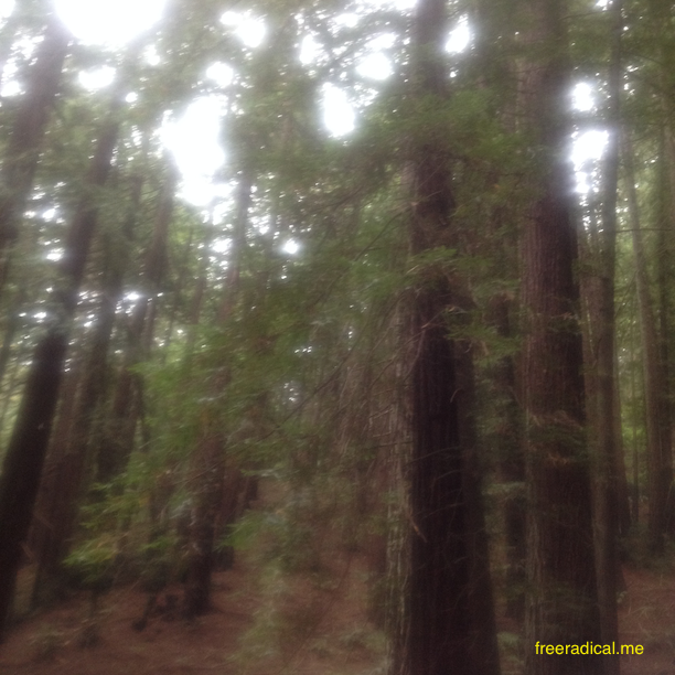 Redwoods And Cathedrals
