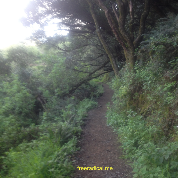 Going Up Miwok Trail
