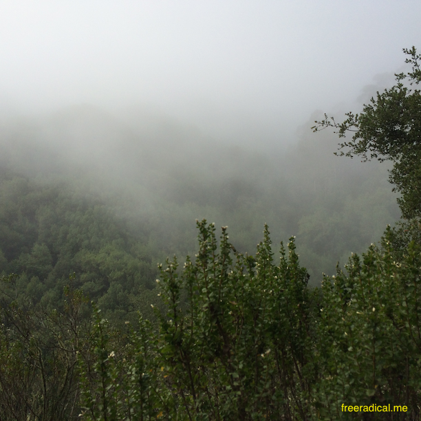 Sibley Preserve - Still foggy at 10:00am